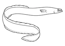Короткоперий вугор (anguilla australis)