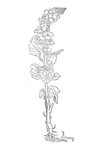 Коров’як (verbascum)