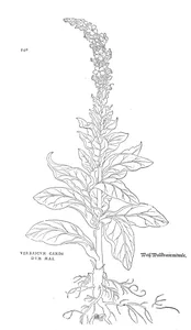 Коров’як (verbascum cande dum, чоловіча форма)