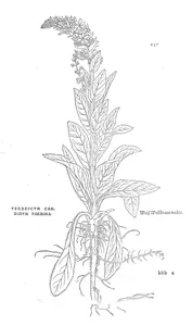 Коров’як (verbascum candidum, жіноча форма)