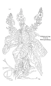 Коров’як (verbascum nigrum, чорний)