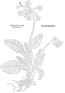Коров’як (verbascum non odoratum, без запаху)
