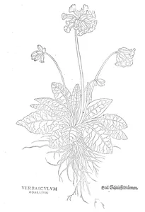 Коров’як (verbascum odoratum, ароматний)