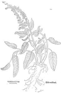 Коров’як (verbascum sylvestre, лісовий)