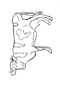 Корова