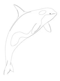 Косатка шаму (дресирований дельфін)