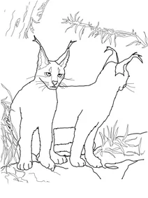 Кошенята каракала
