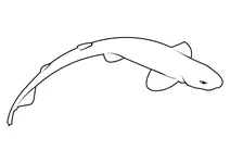 Котяча акула дрібноплямиста (scyliorhinus canicula)