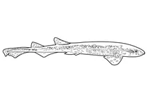 Котяча акула (scyliorhinus stellaris)