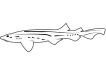 Котяча акула смугаста (poroderma africanum)