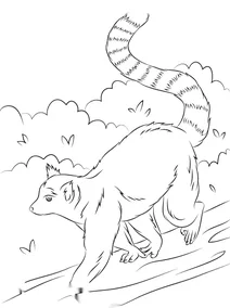 Котячий лемур