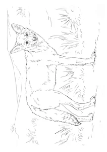 Койот