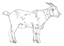 Козел