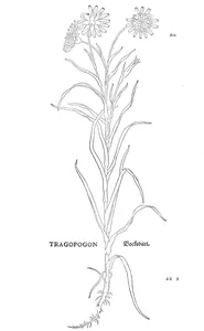 Козлобородник (tragopogon)