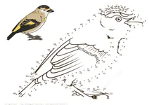 Крапка за крапкою – красноброва веселкова пташка (лат. pardalotus rubricatus)