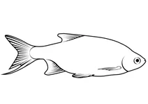 Краснопірка звичайна (scardinius erythrophthalmus)
