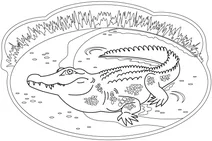 Крокодил