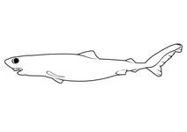 Крокодилова акула (pseudocarcharias kamoharai)