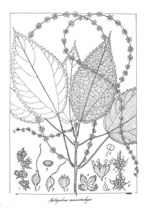 Кропивові (urticaceae)