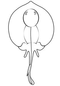Круглий скат (urolophus halleri)