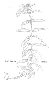 Круціата