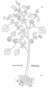 Ксантіум
