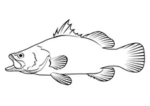 Кубера-снаппер (lutjanus cyanopterus)