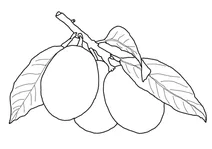 Кумкват