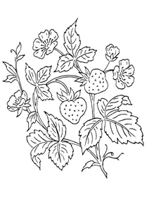 Кущ полуниці