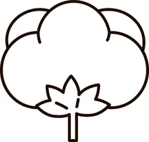 Квітка бавовни
