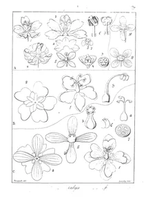 Kydia calycina та kydia calycina roxb та kydia fraterna