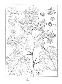 Kydia calycina та kydia fraterna