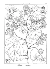 Kydia roxburghiana
