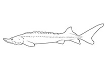Китайський осетер (acipenser sinensis)