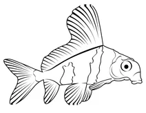 Китайський смугастий акулий сом (myxocyprinus asiaticus)