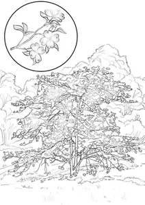 Кизил квітучий (лат.cornus florida)