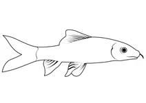 Лабео зелений (epalzeorhynchos frenatum)