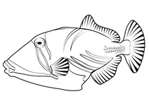 Лагунний тригерфіш (rhinecanthus aculeatus)