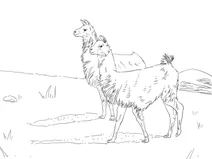 Лами