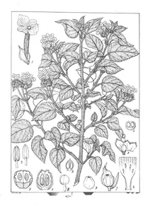 Lantana indica