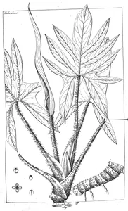 Lasia heterophylla та pathos heterophylla