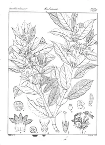 Lasianthus venulosa та pantia venulosa