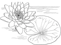 Латаття жовте (nymphaea mexicana)