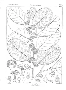 Latifolia conocarpus