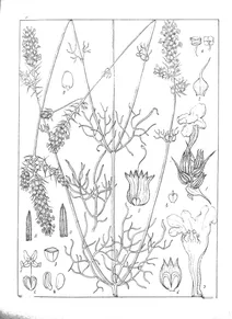 Lavandula burmanni