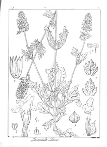 Lavandula lawii