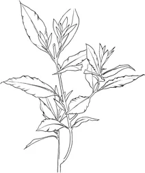 Лавр благородний