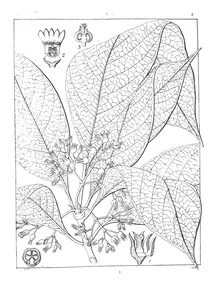 Lawia acuminata