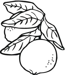 Лайм