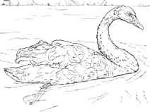 Лебідь чорний